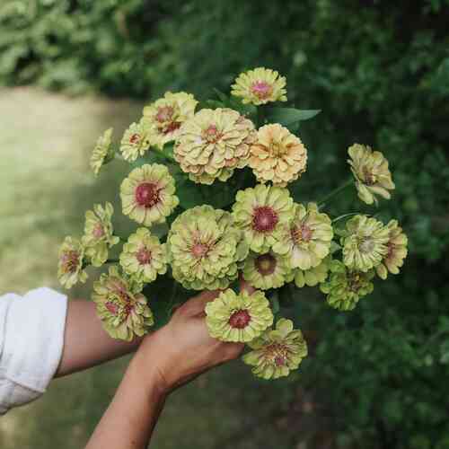 Zinnia 'Queen Lime Blotch'
