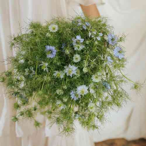 Jungfrun i det gröna 'Miss Jekyll Sky Blue'