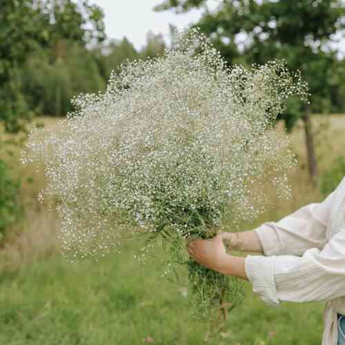 Brudslöja 'Snowflake'