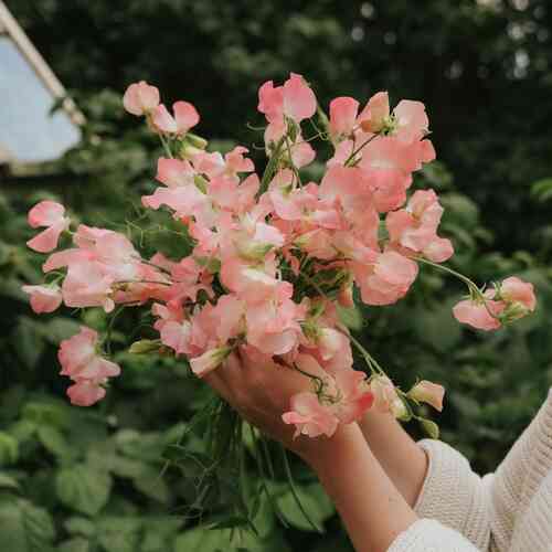 Luktärt 'Spring Sunshine Nancy'