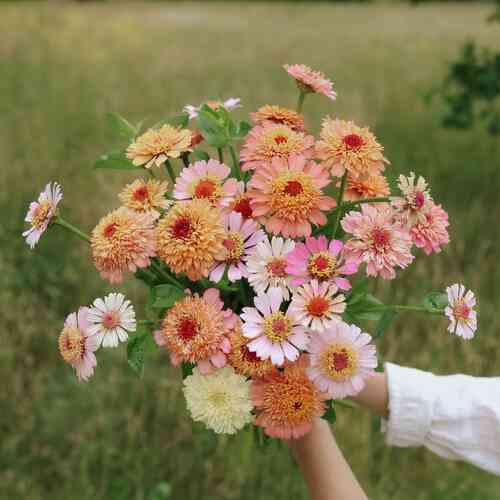 Zinnia 'Cresto! Apricot & Cream'