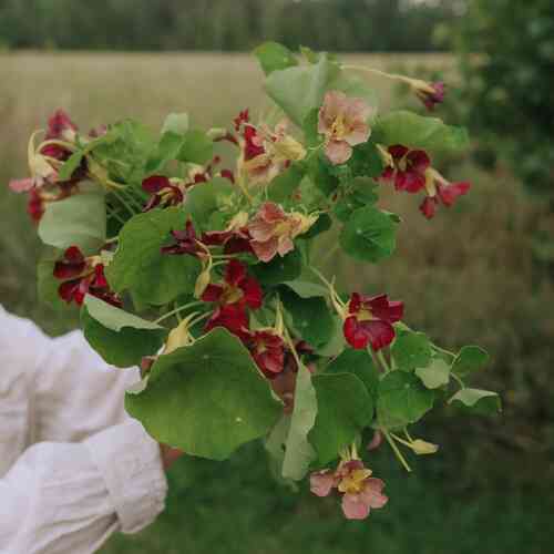 Köynnöskrassi 'Purple Emperor'