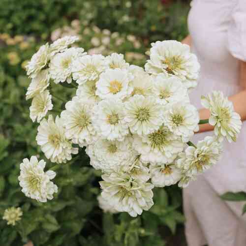 Tsinnia 'Benary's Giant White'