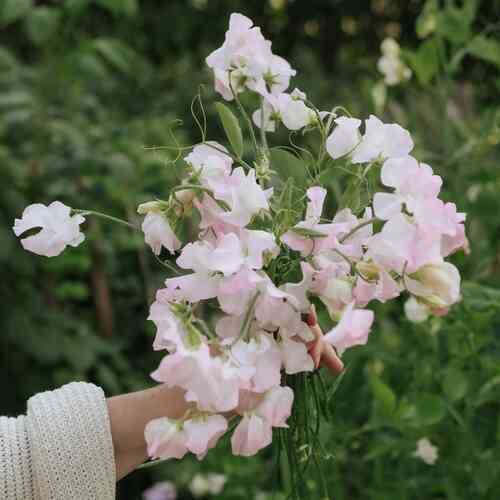 Tuoksuherne 'Spring Sunshine Blush'