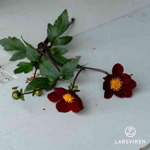 EKO Dahlia 'Mexican Star'