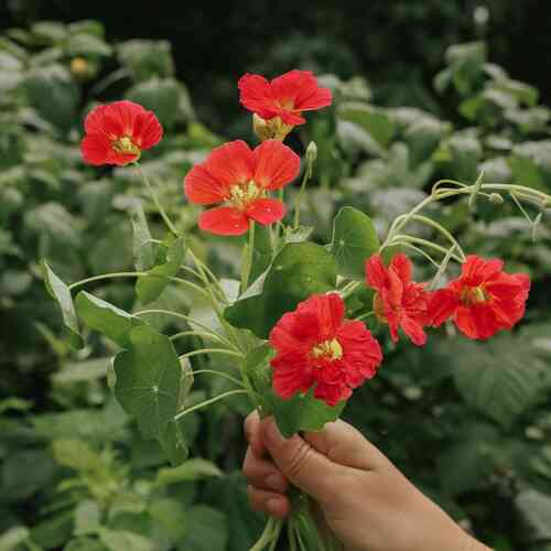 Pensaskrassi 'Whirlybird Cherry Rose'