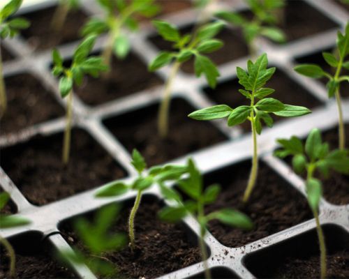 Siemestä esikasvatetut tomaatin taimet kasvatusalustalla