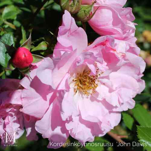 Kordesinköynnösruusu 'John Davis'