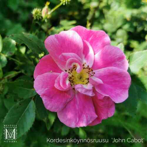 Kordesinköynnösruusu 'John Cabot'