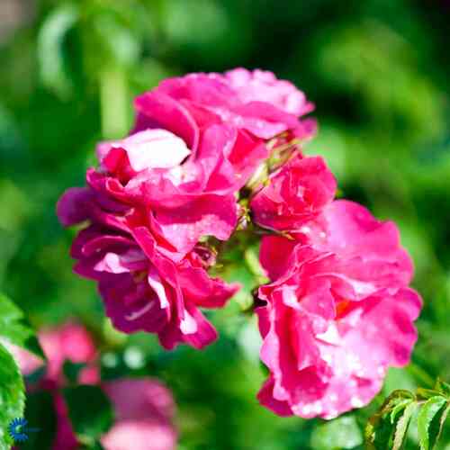 Kordesinköynnösruusu 'Henry Kelsey'