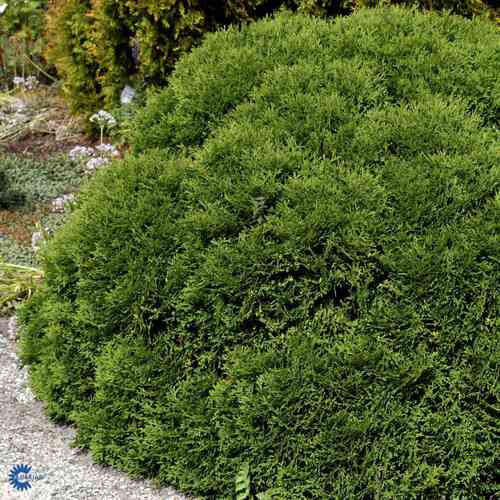 Pallotuija 'Tiny Tim' 25-30 cm