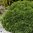 Bollthuja 'Tiny Tim' 25-30 cm