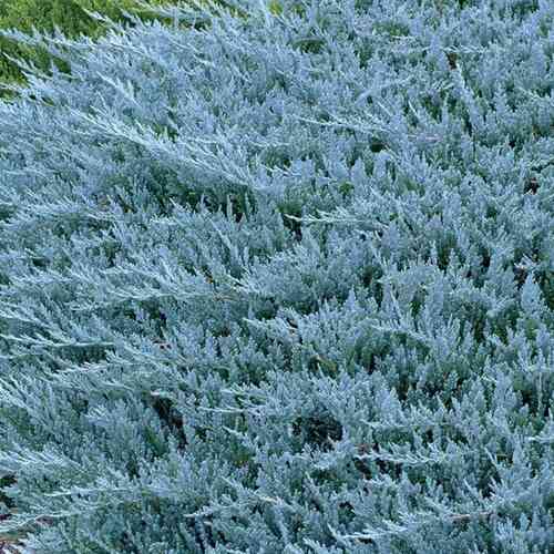 Sinilaakakataja 'Blue Chip' 25-30 cm