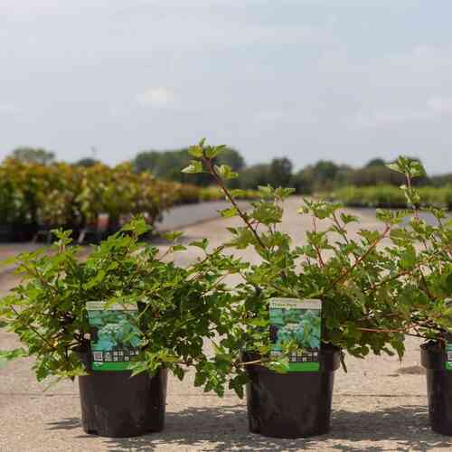 Lamoheisiangervo 'Tilden Park'