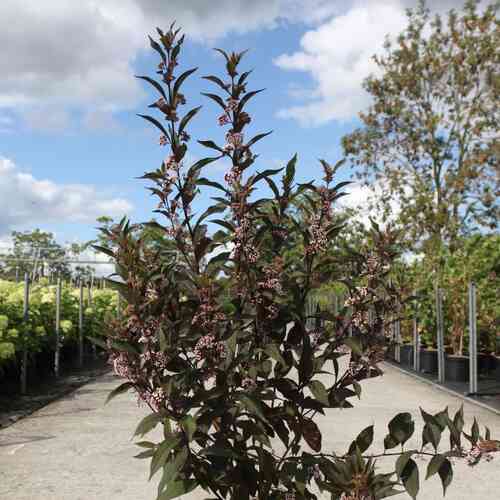 Glasbär 'Pearl Glam' 30-50 cm