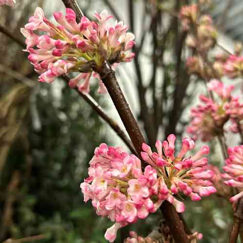 Olvon 'Dawn' 40-60 cm