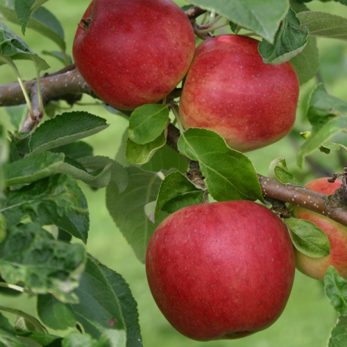 Tarhaomenapuu 'Sandra'