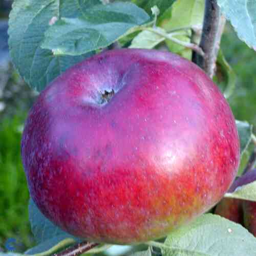 Tarhaomenapuu 'Lobo'