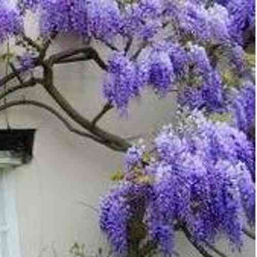  Amerikanskt blåregn 'Blue Moon' 