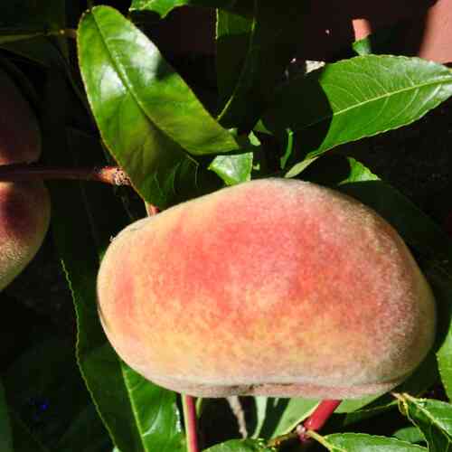 Persika 'Saturn'