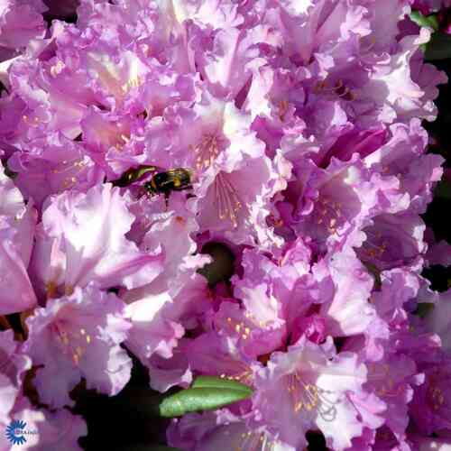 Alppiruusu 'Goldflimmer' 30-40 cm