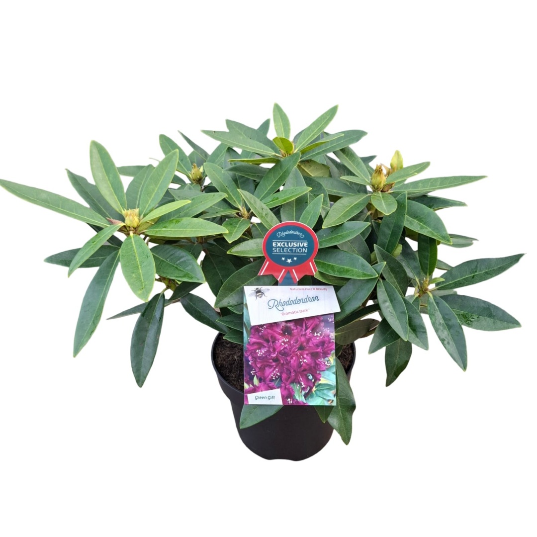 Rododendron 'Dramatic Dark' 30-40 cm - MUSTILA TRDGRD