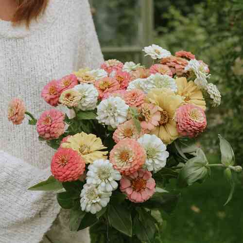 Tsinnia 'Peaches & Cream 2.0' 