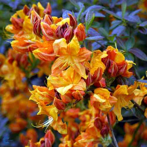 Trädgårdsazalea 'Klondyke' 40-50 cm