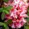 Trädgårdsazalea 'Berryrose' 30-40 cm