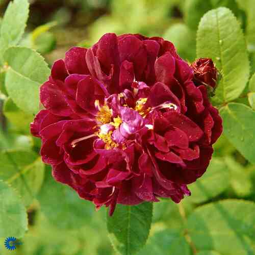 Gallica-ros 'Tuscany Superb'