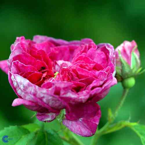 Gallica-ros 'Charles de Mills'