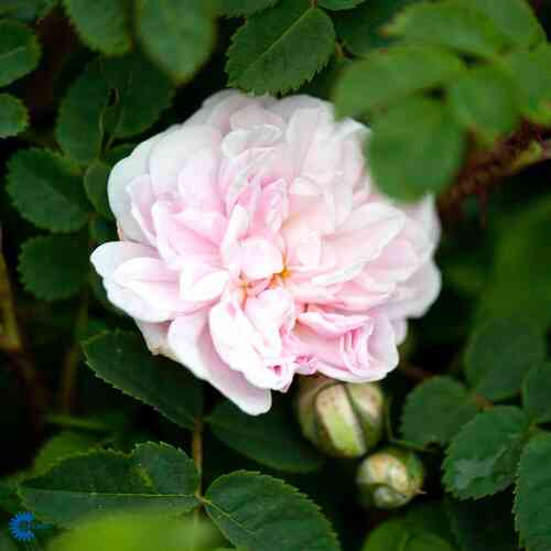 Tarhapimpinellaruusu 'Stanwell Perpetual'