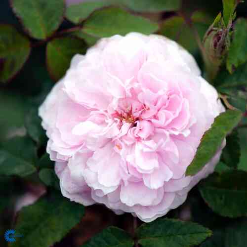 Portlandros 'Jacques Cartier'