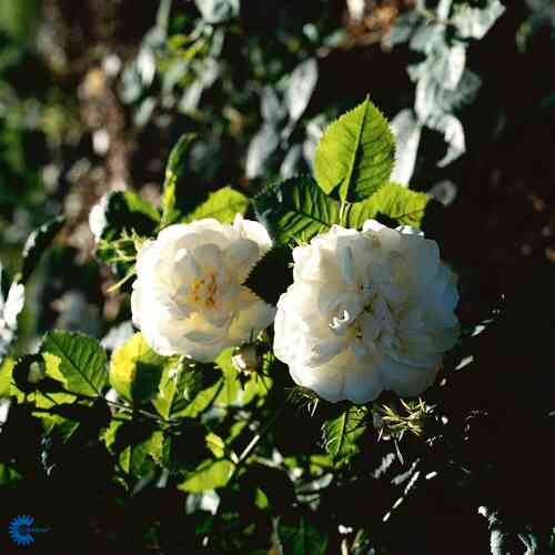 Jungfruros 'Alba Maxima'