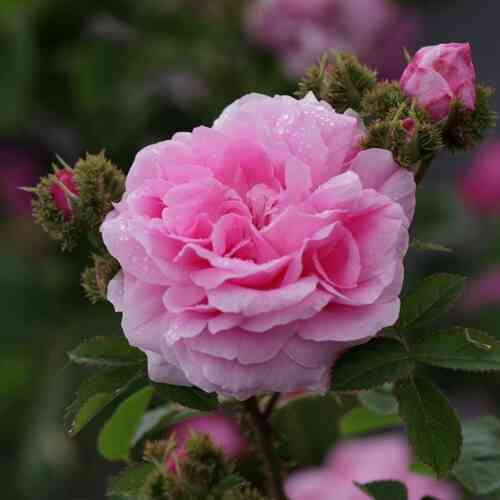 Centifoliaros'Chapeau de Napoleon'