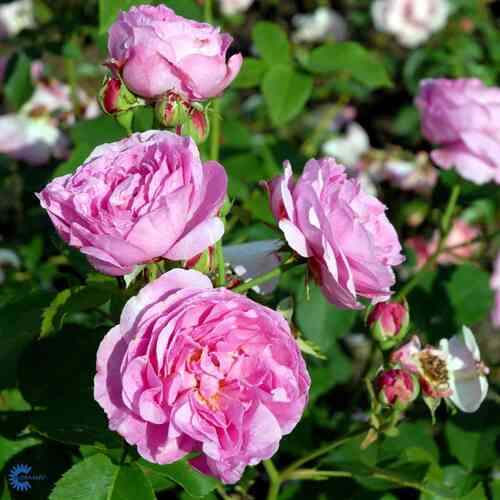 Bourbonros 'Louise Odier'