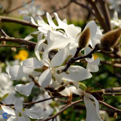 Hybridmagnolia 'Donna' 40-50 cm