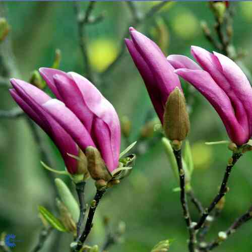 Magnolia 'Randy' 40-50 cm