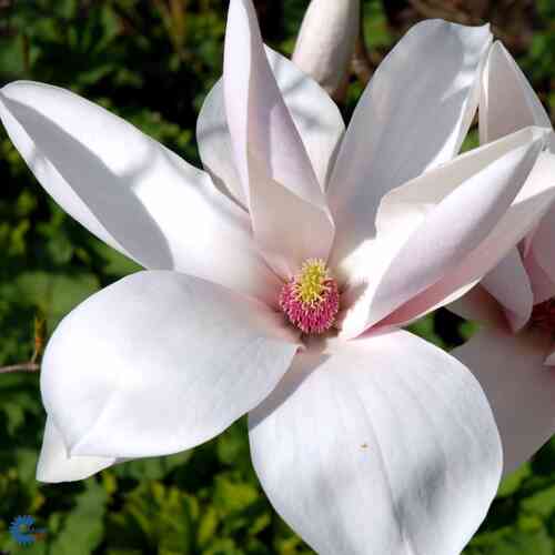 Magnolia 'Heaven Scent' 60-80 cm