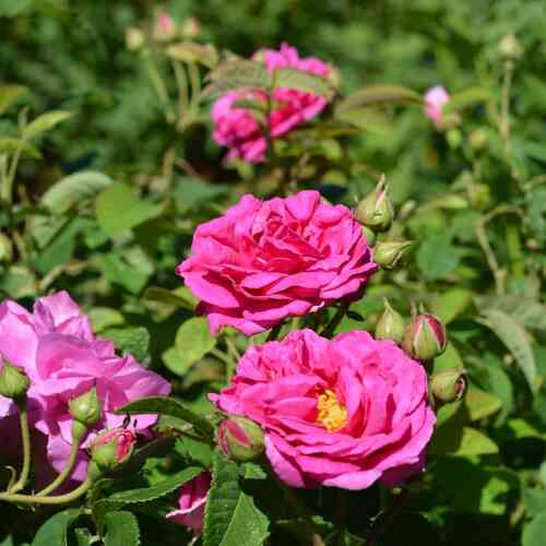 Kartanoruusu 'Pikkala' FinE