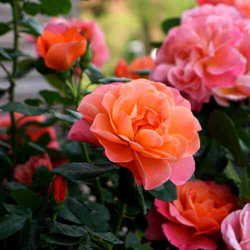 Stamros 'Sugar Candy'®