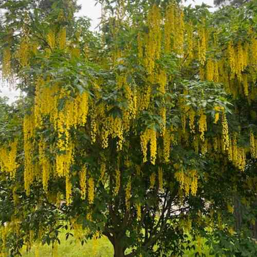 Pilarikultasade 'Fastigiata' 125-150 cm