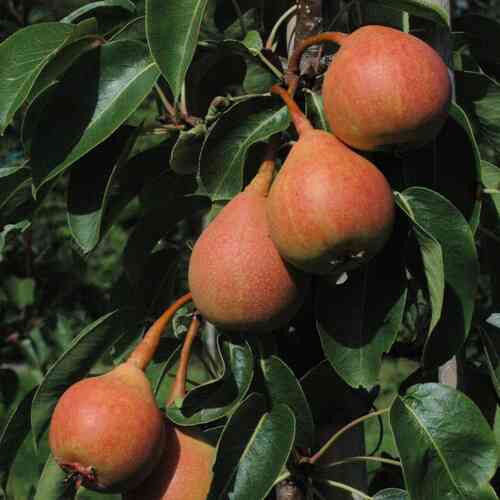 Päärynäpuu 'Aunen päärynä'