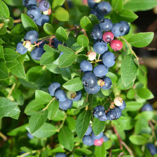  Hybridblåbär 'Aino' Ilona® FinE