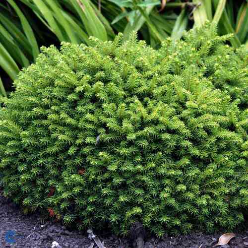 Gran 'Little Gem' 20.25 cm