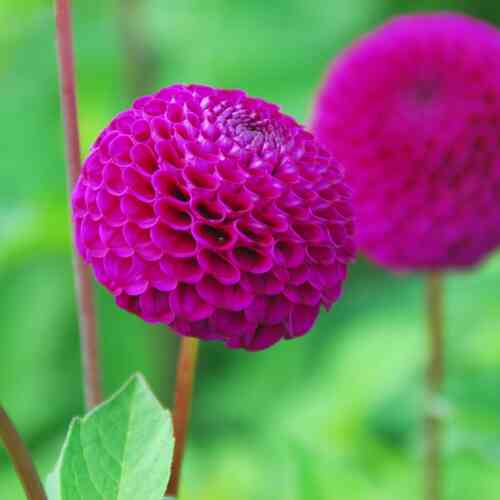 Pompondahlia 'Rocco'