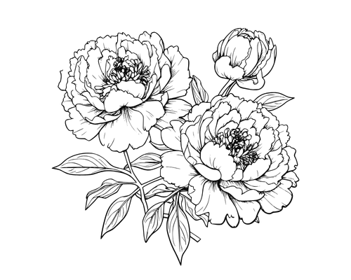 Pionien kasvatus ja hoito