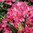 Rododendron 'Royal Amaranth' 30-40 cm