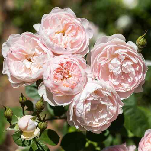 David Austin-ruusu 'Gentle Hermione' (Ausrumba)