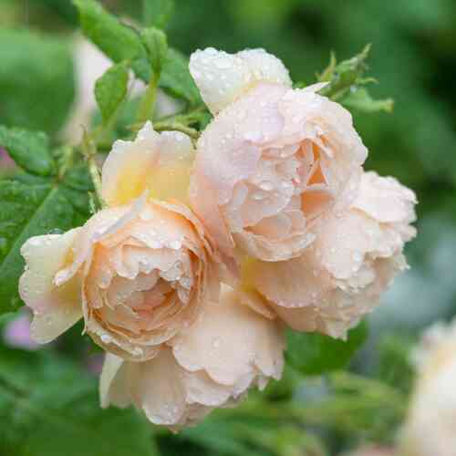 David Austin-köynnösruusu 'Wollerton Old Hall' (Ausblanket)